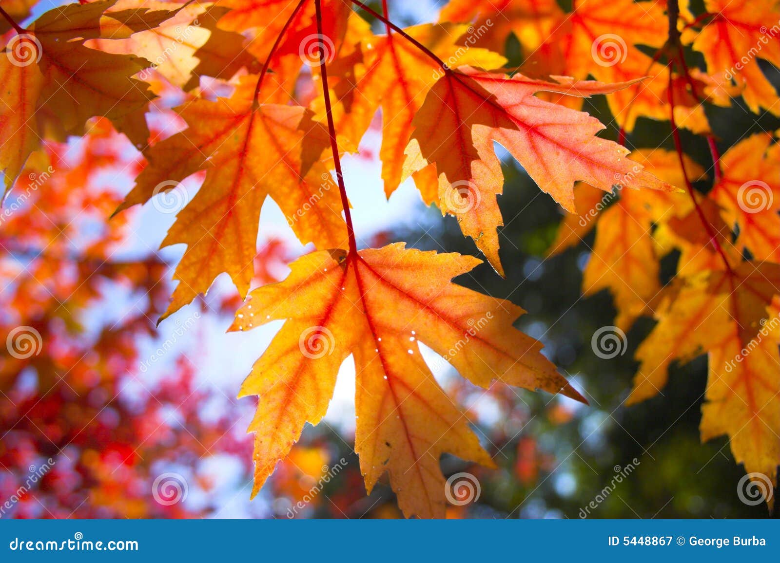 fall background