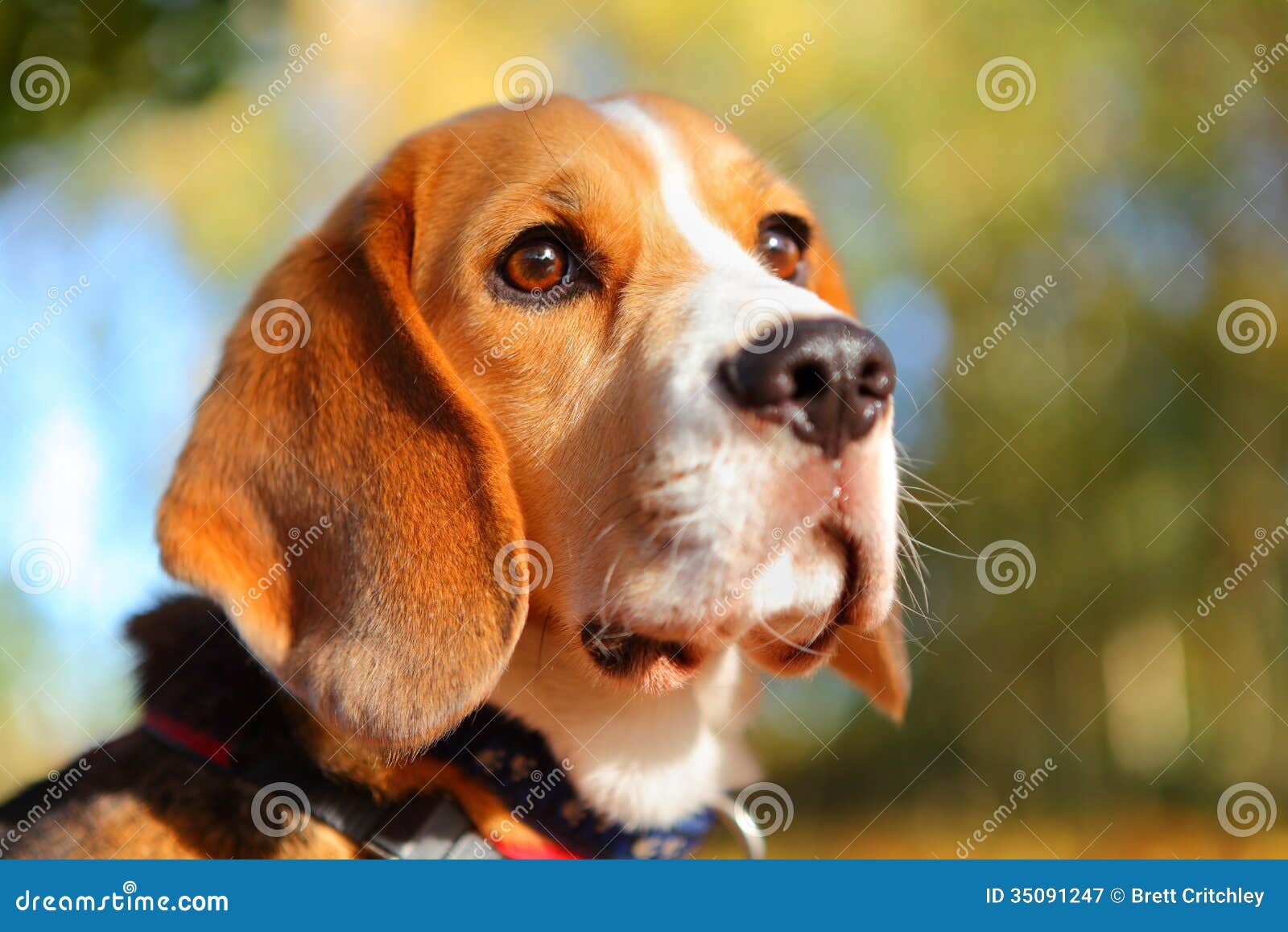 fall beagle dog