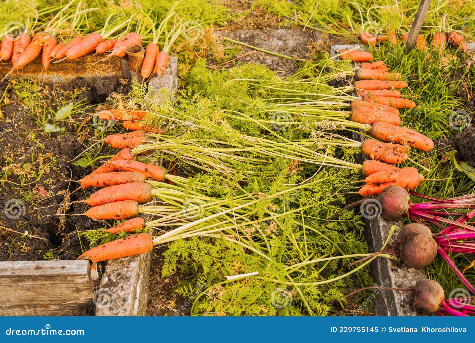 In the Fall, Carrots and Beets are Harvested in the Garden. Harvesting