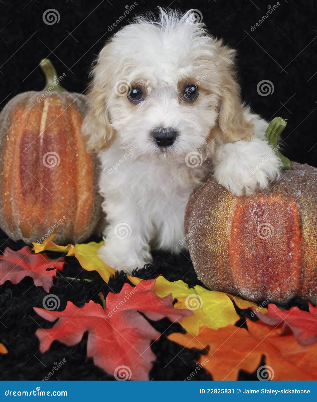 Cavachon Puppy RUBY ID:21529 Located at Petland Racine, Wisconsin