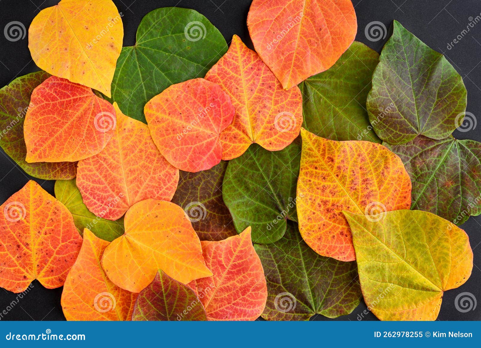 Fall Changes, Gradation of Green To Yellow Leaves of an Eastern Redbud Tree on a Black