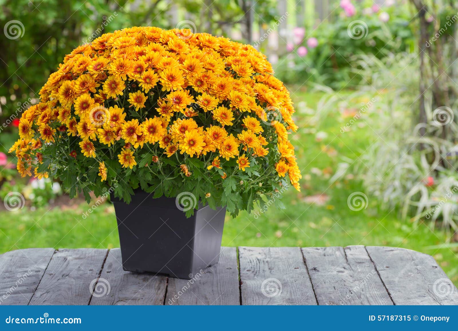 Fall Chrysanthemum stock image. Image of bouquet, botany 57187315