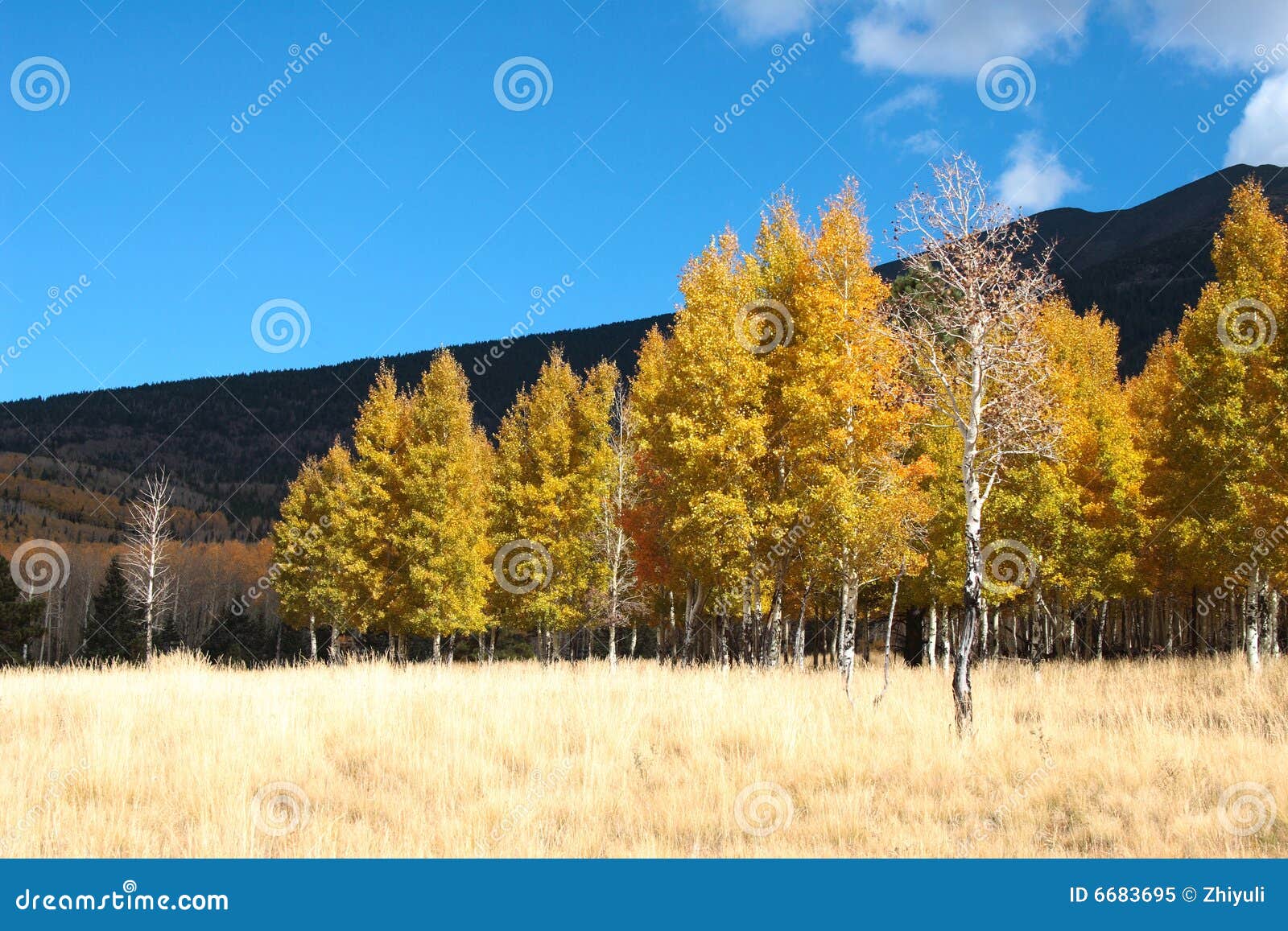 fall color flagstaff arizona