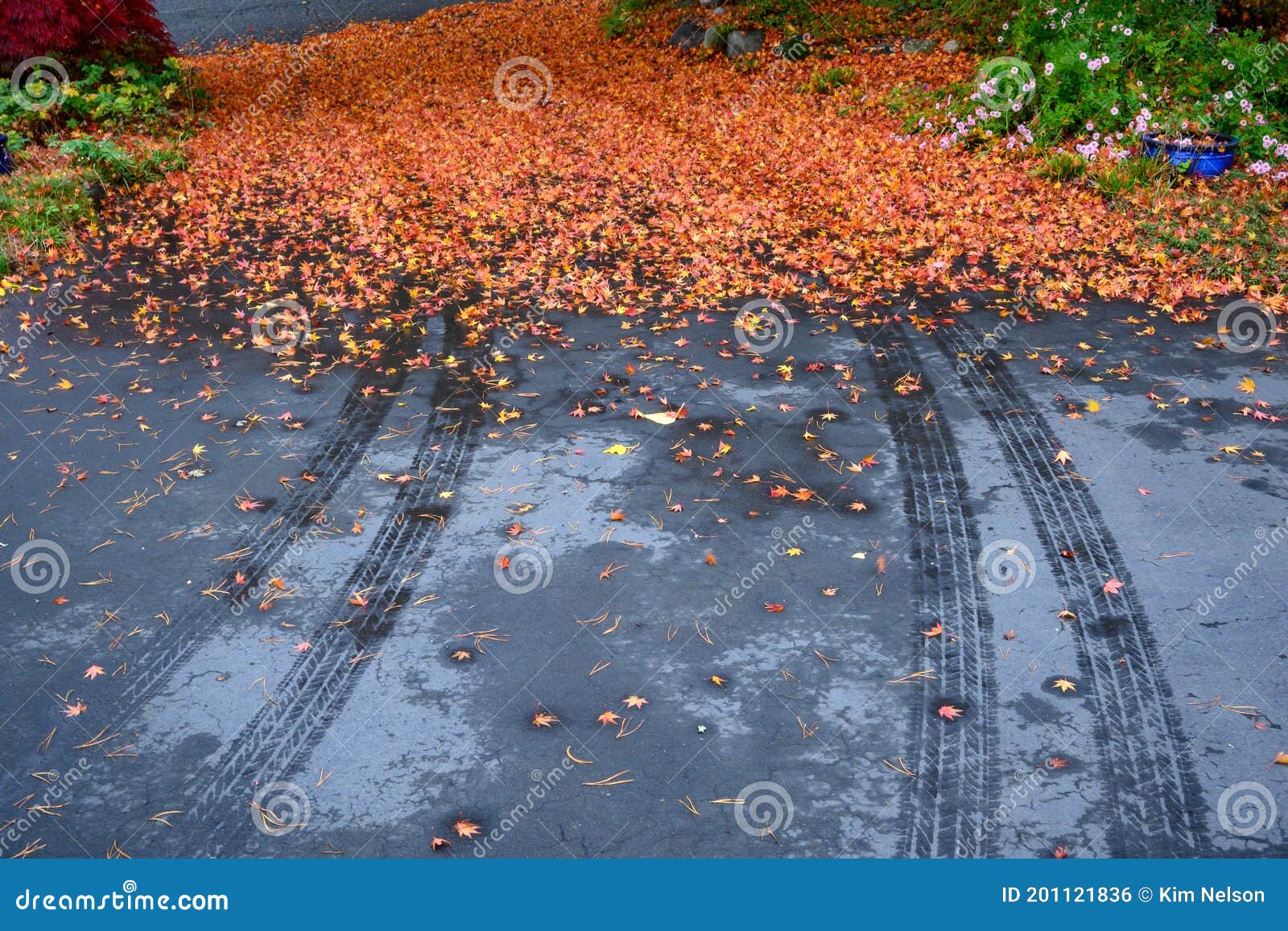 fall color with maple leaves fallen on a residential driveway, wet tire tracks