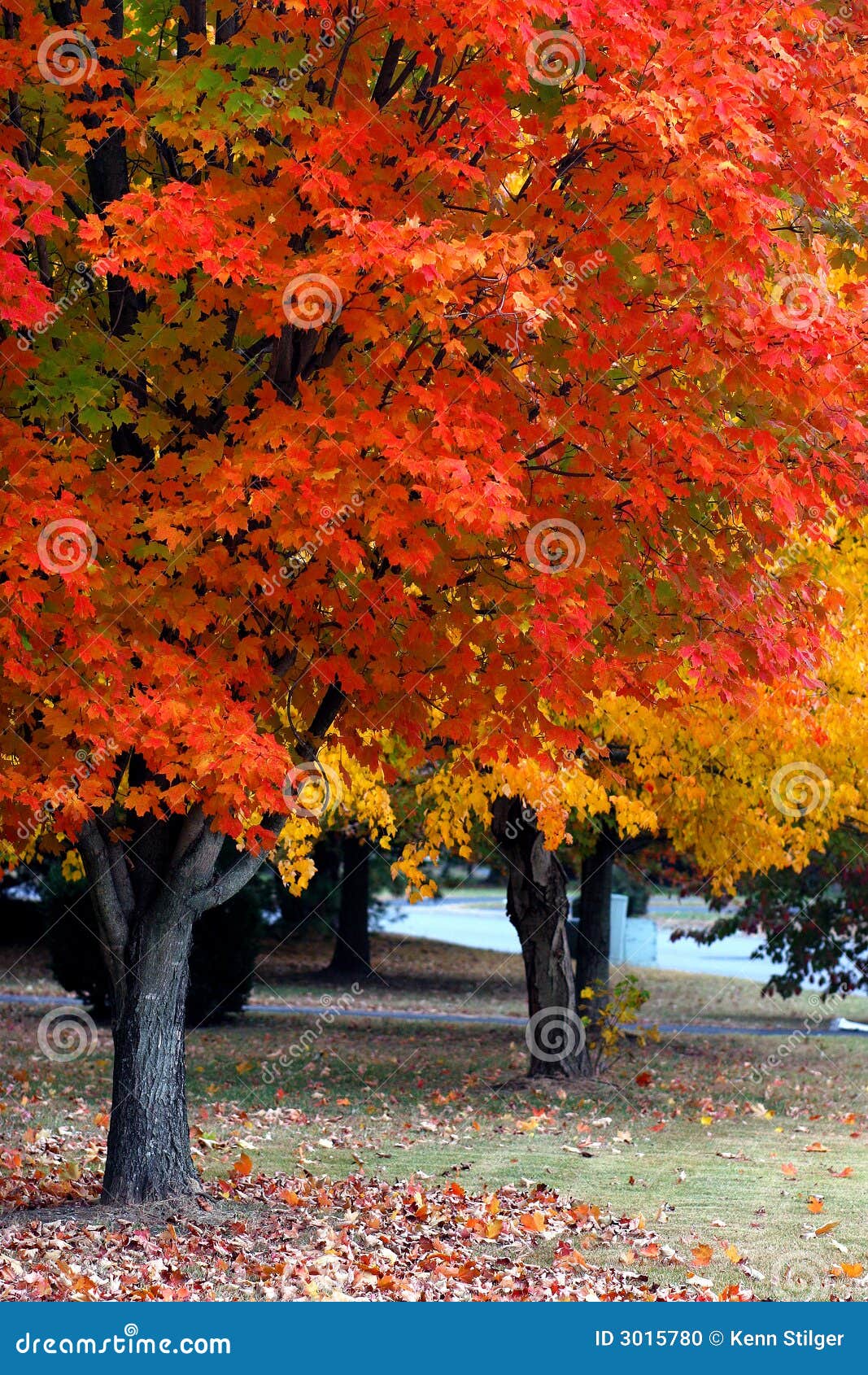 Fall Color in Nashville stock photo. Image of foliage 3015780