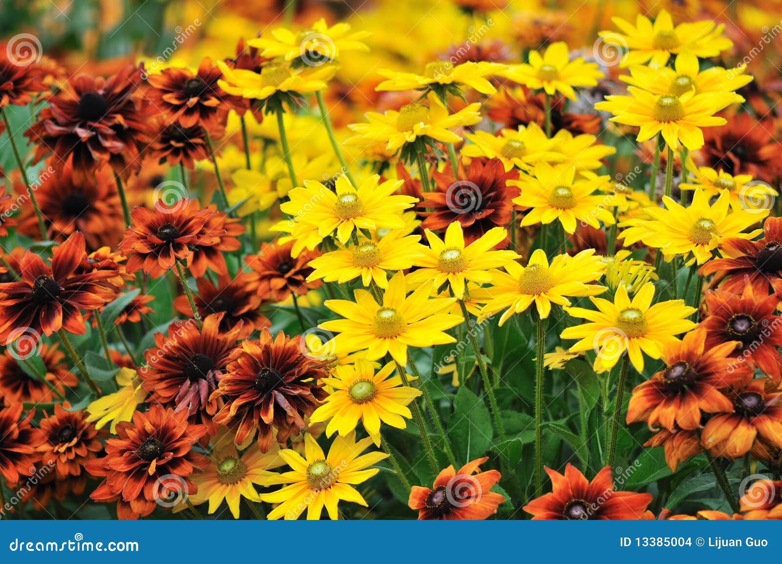 Fall Color, Rudbeckia Flowers Stock Photo Image of daisy, rudbeckia