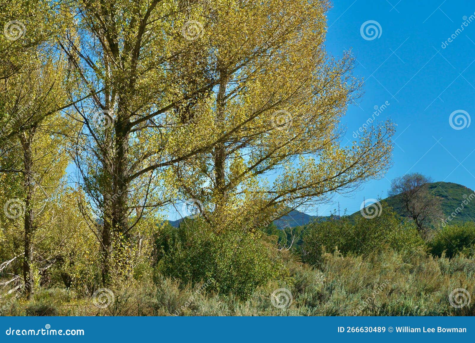 Fall Color at Pine Valley stock image. Image of yellow 266630489