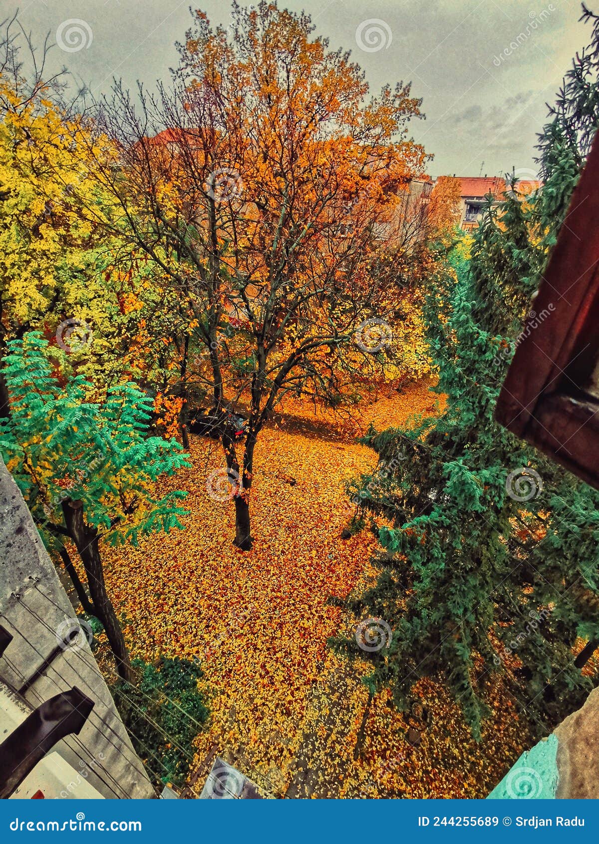 fall colore tree