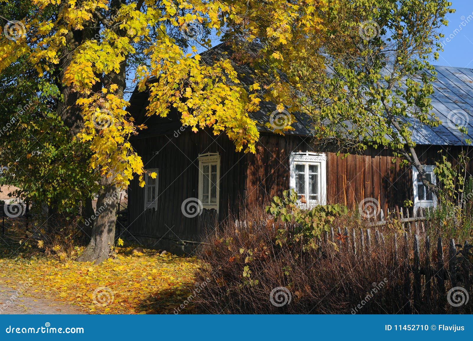 Fall colors stock photo. Image of fall, falling, colours - 11452710