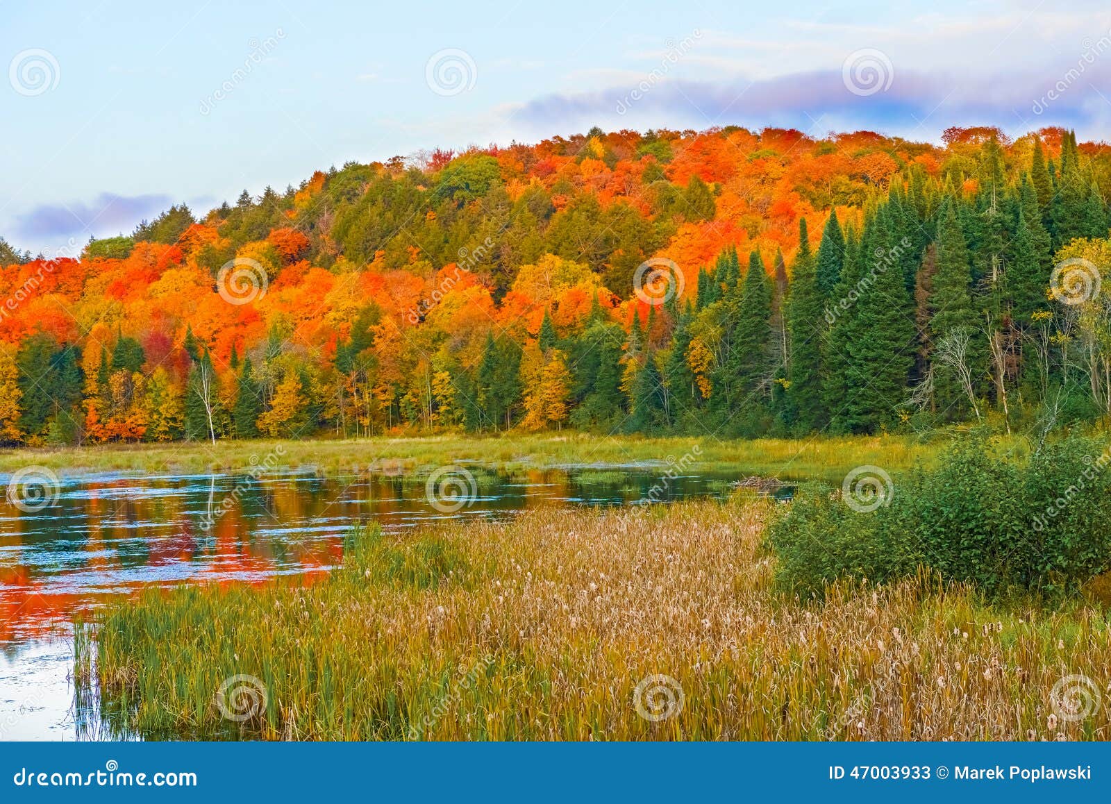 Fall Colors Algonquin Park, Ontario, Canada. Stock Image - Image of ...