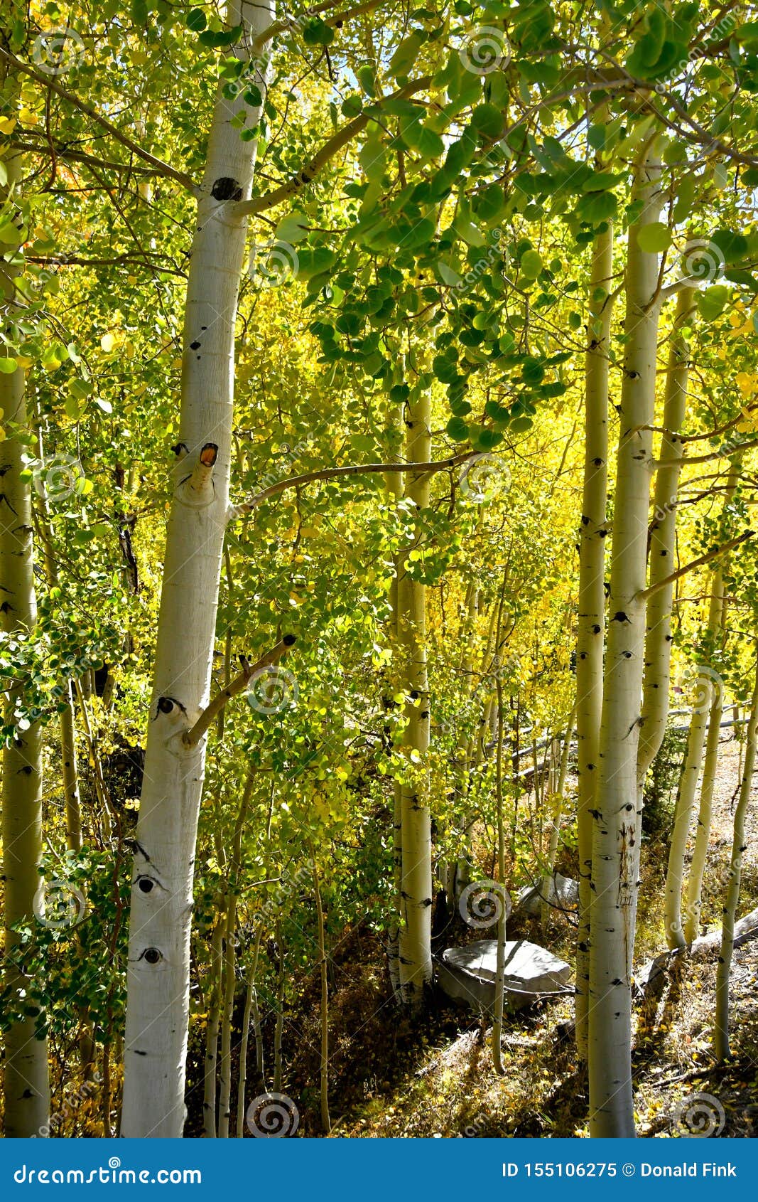 Fall Colors in Colorado stock image. Image of fall, tree - 155106275