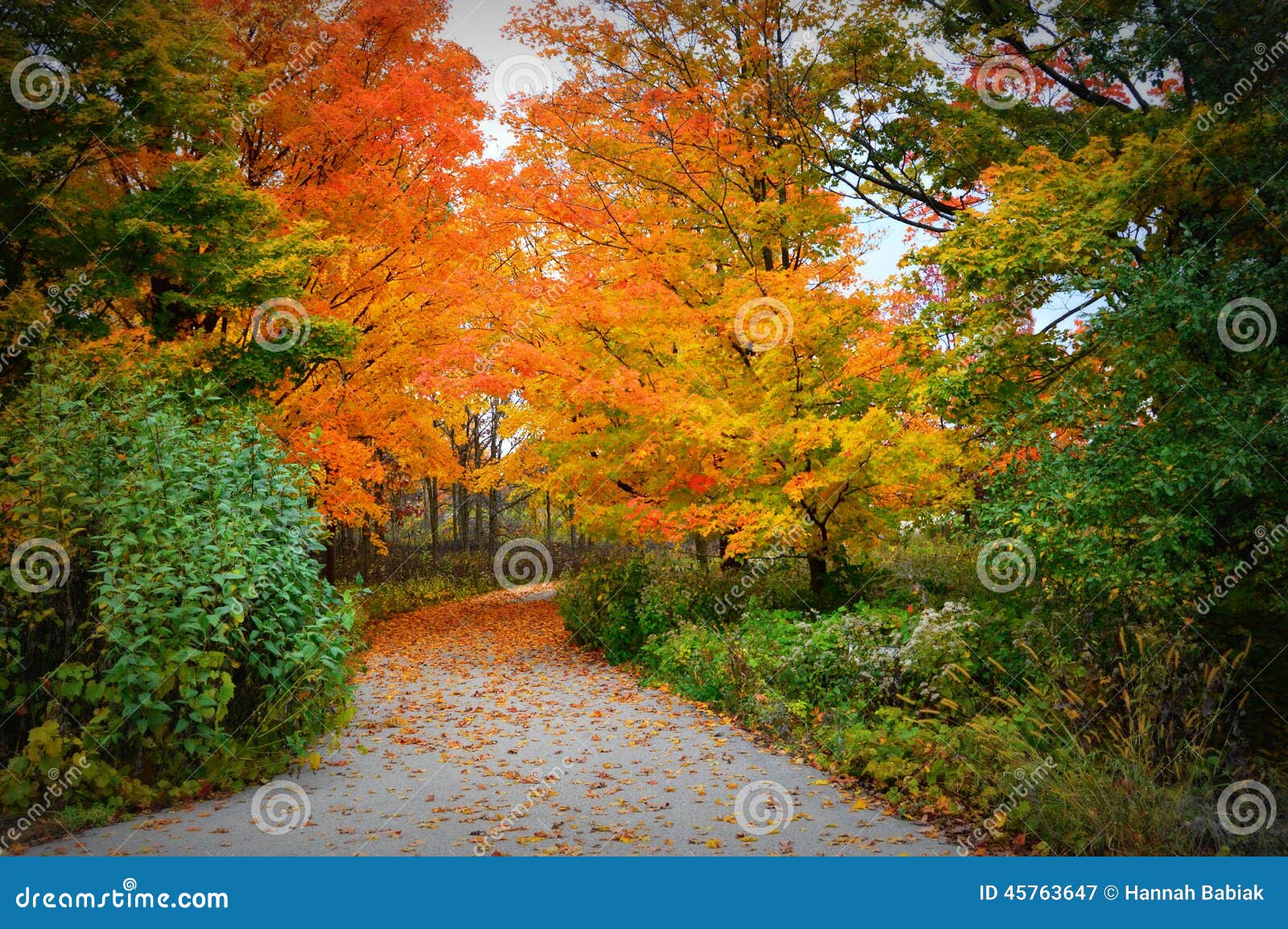 Fall Color Along Driveway Fall Driveway Royalty Free Stock Photography