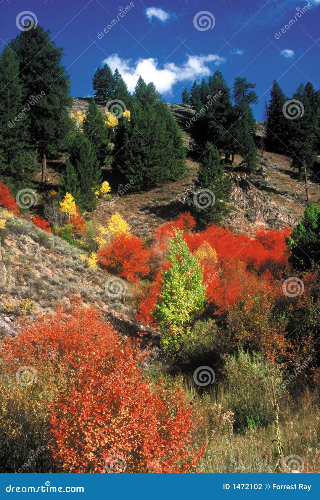 Fall Colors Fairfield, Idaho Stock Photo Image of autumn, ranger 1472102