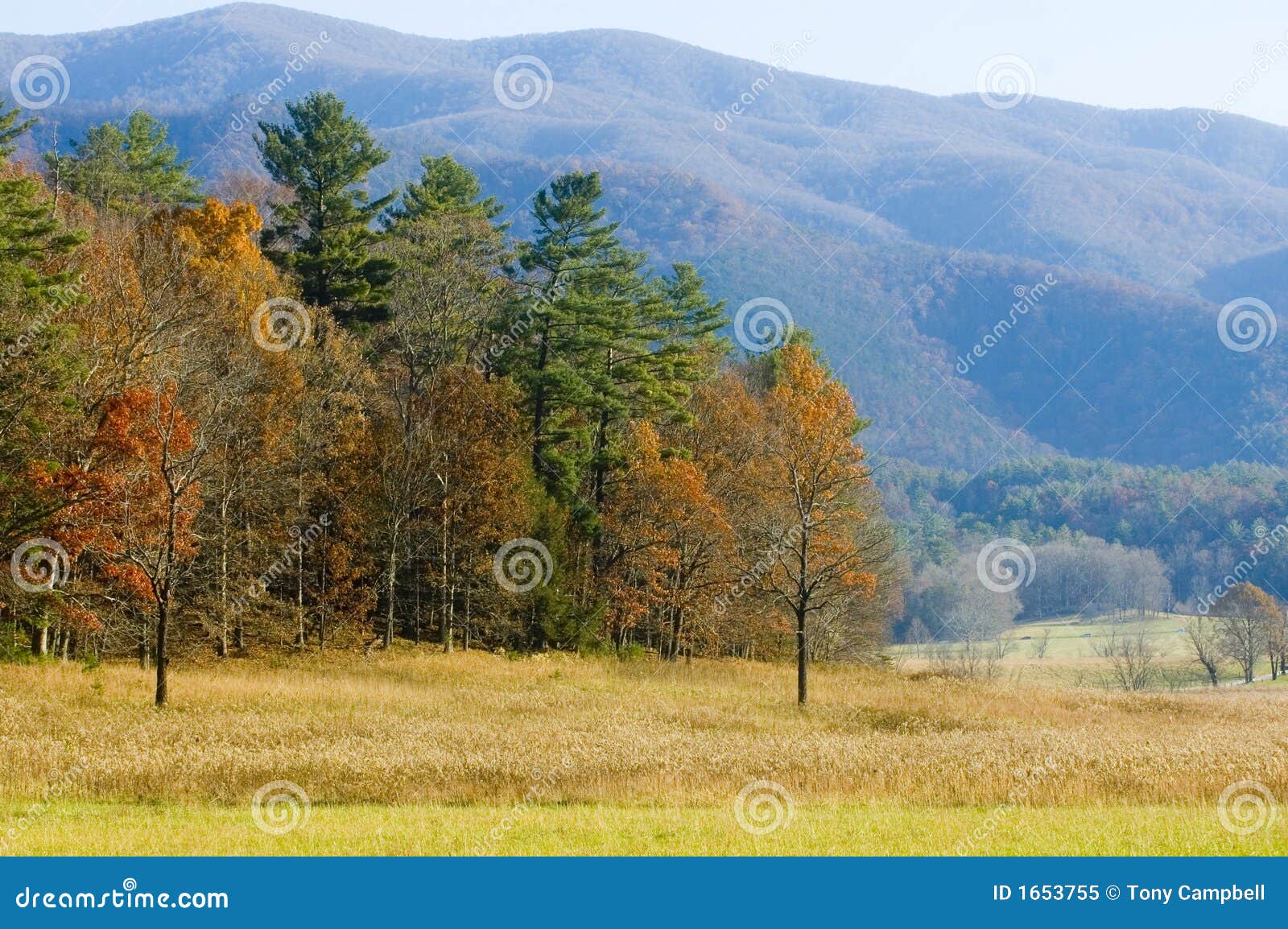 Fall Colors and Hazy Mountain Stock Image - Image of trees, green: 1653755