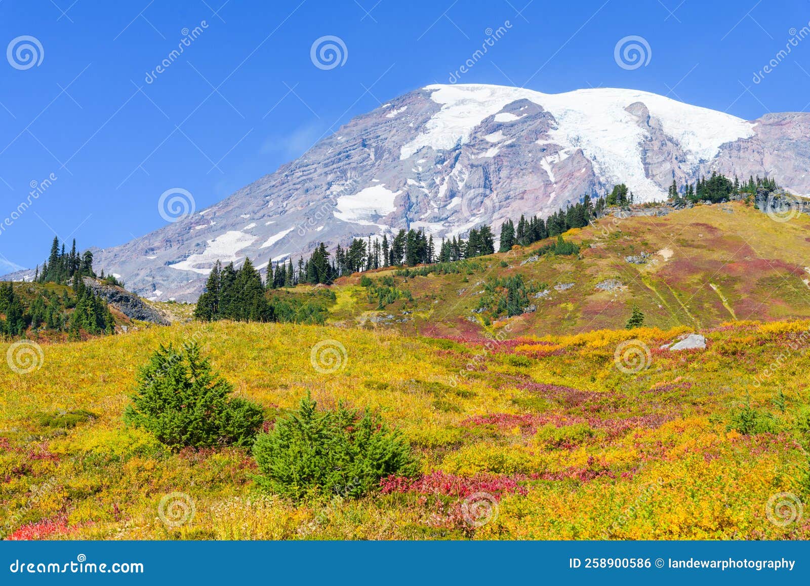 fall colors on the meadow slops of mount rainier national park