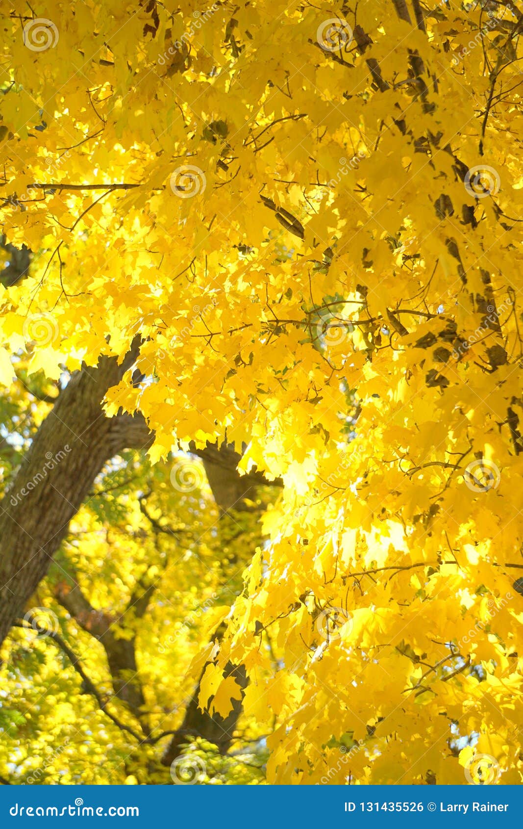 FALL COLORS in MINNESOTA stock photo. Image of leaves - 131435526