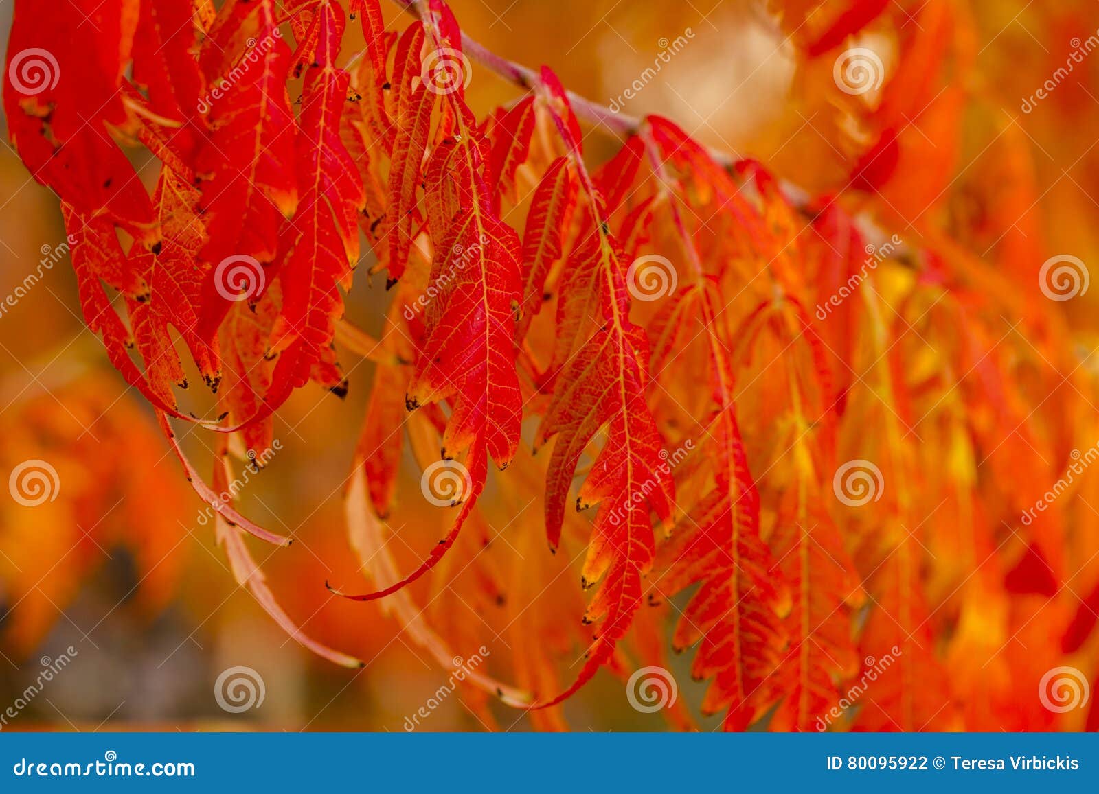 Leaf Of Sumac Tree Attacked By Flea Beetles, Alticiny Stock Photography