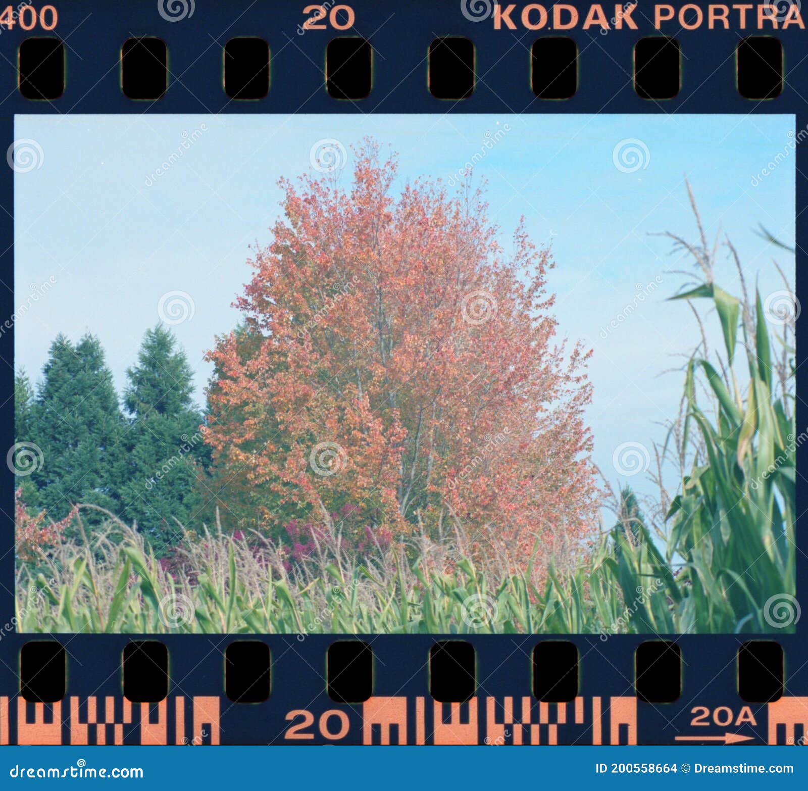 Sauvie Island Corn Maze Stock Photos Free & RoyaltyFree Stock Photos