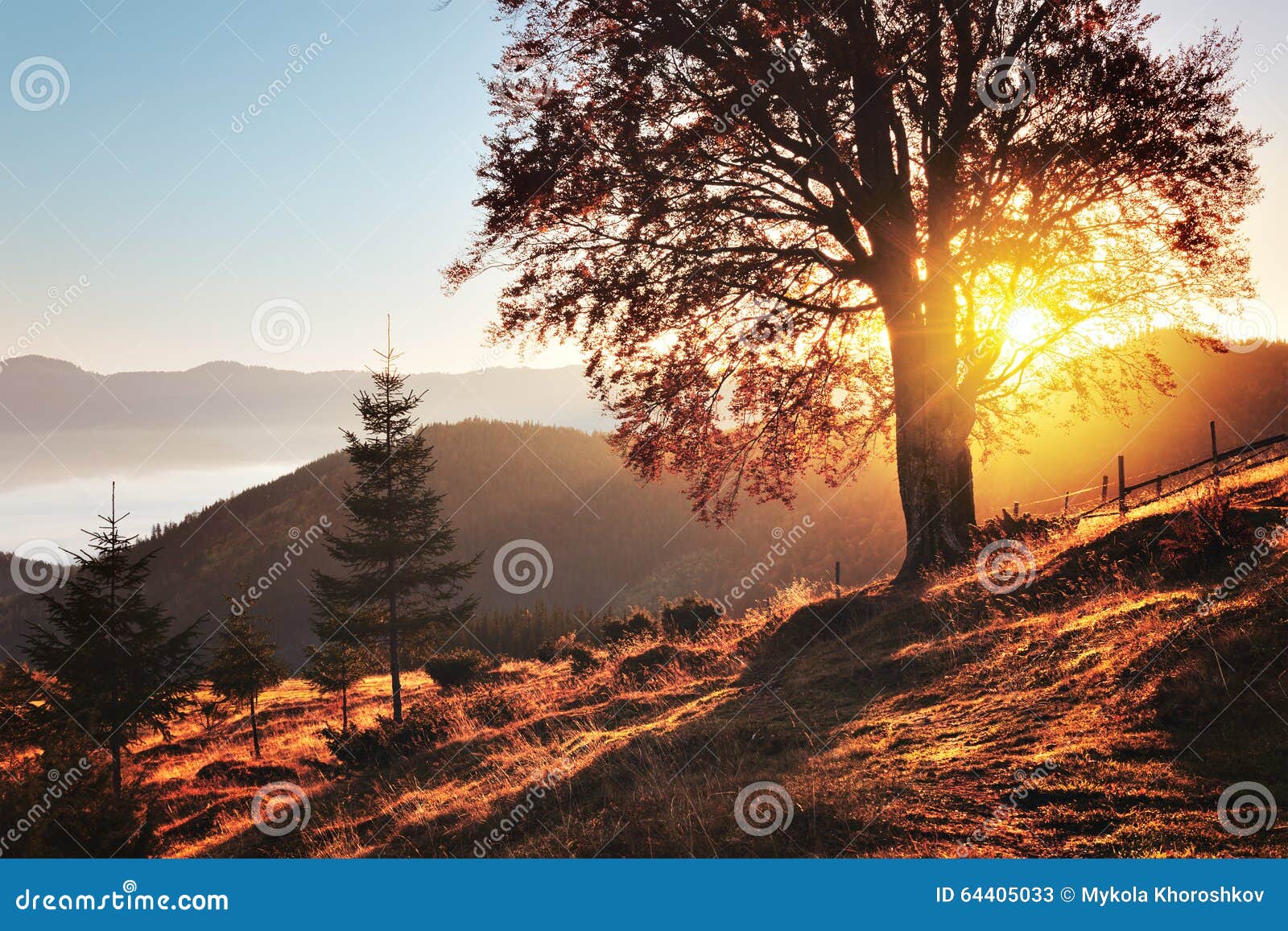 Fall colors tree stock image. Image of park, fall, morning - 64405033