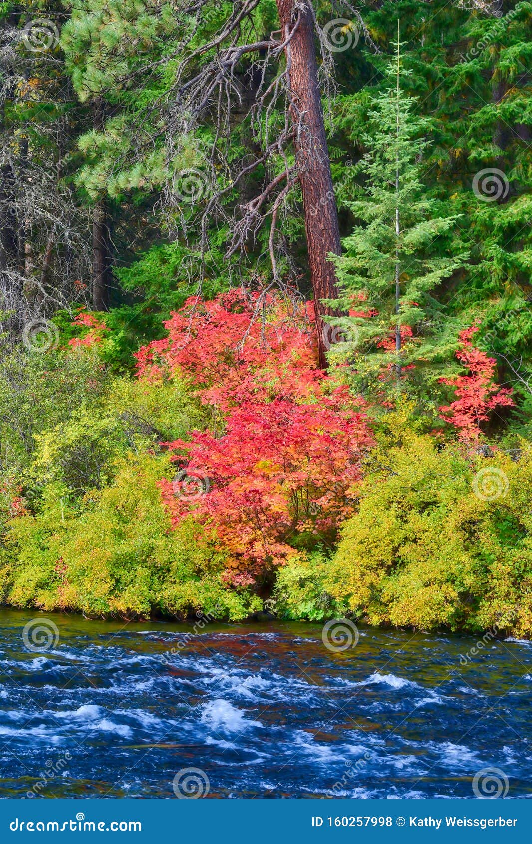 Autumn Along the Metolius River Stock Photo - Image of beautiful ...