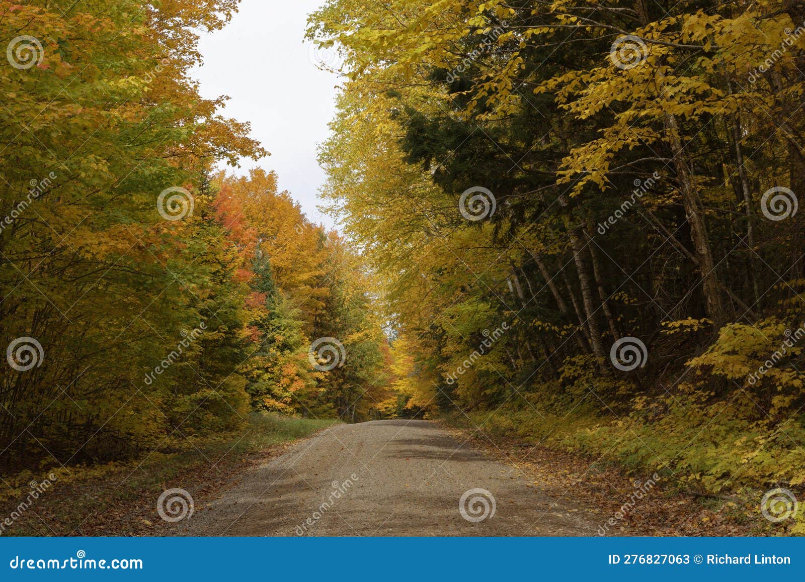 Fall Colors - White Deer Lake Forest `road Stock Image - Image of lake ...