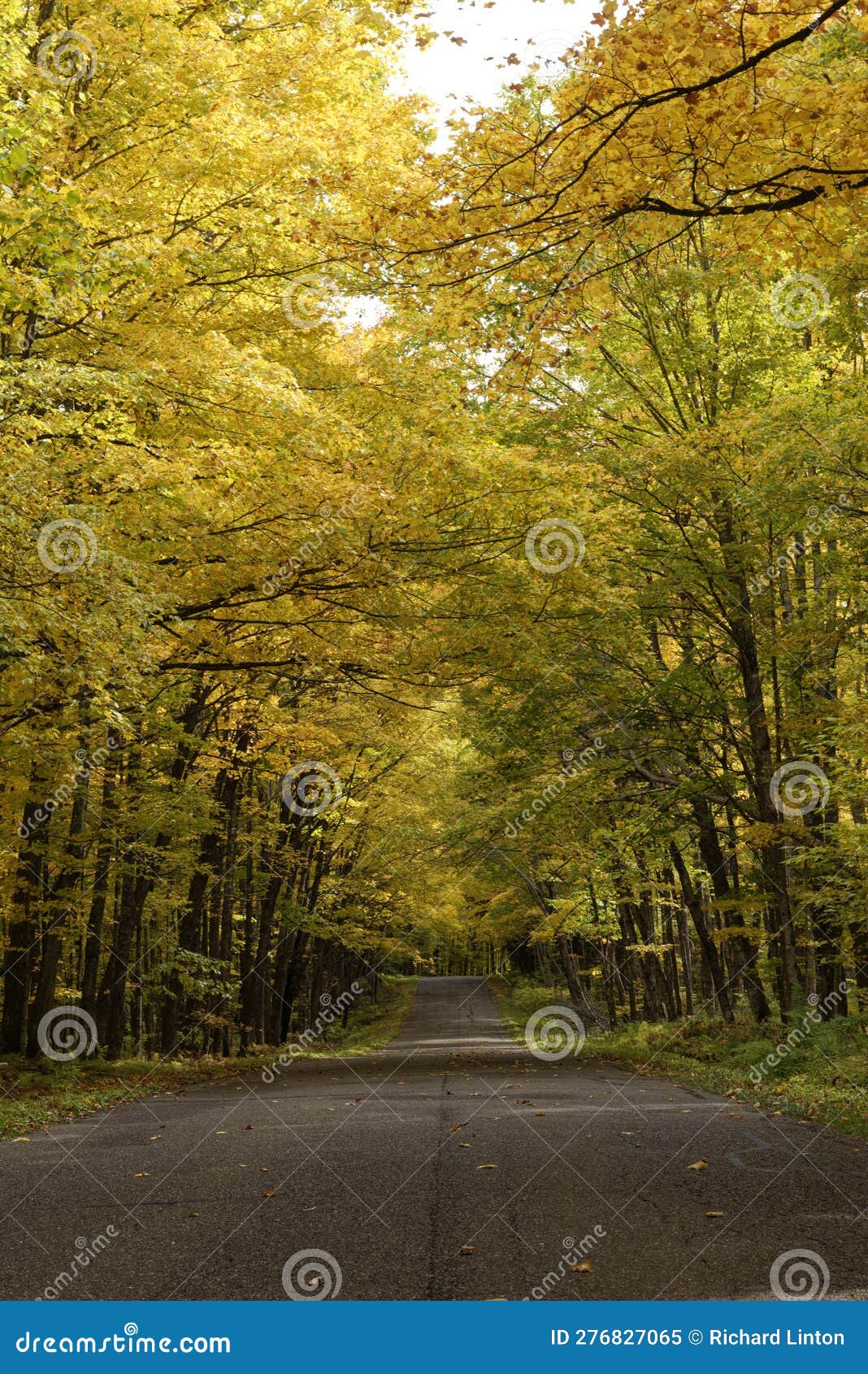 Fall Colors White Deer Lake Hike Stock Image Image of grove, deciduous 276827065