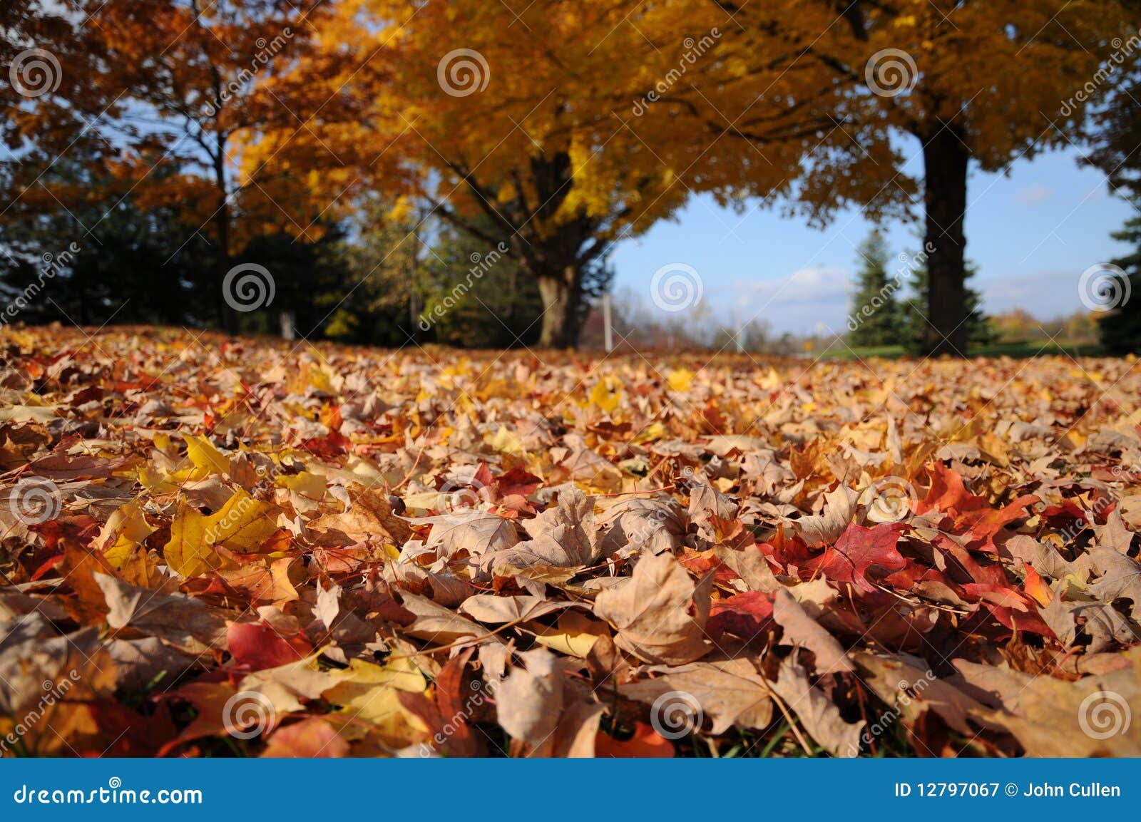 fall colours