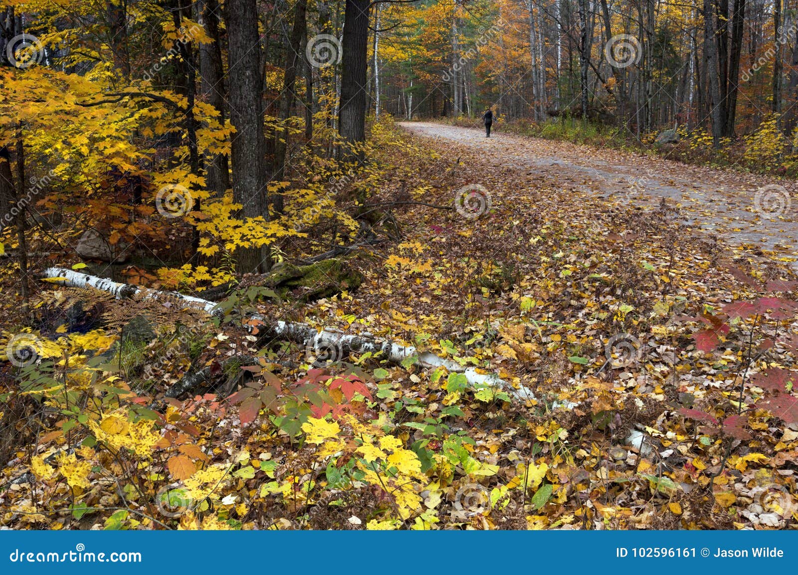 Fall Colours in Ontario Canada Giant Oak Trees Stock Image Image of