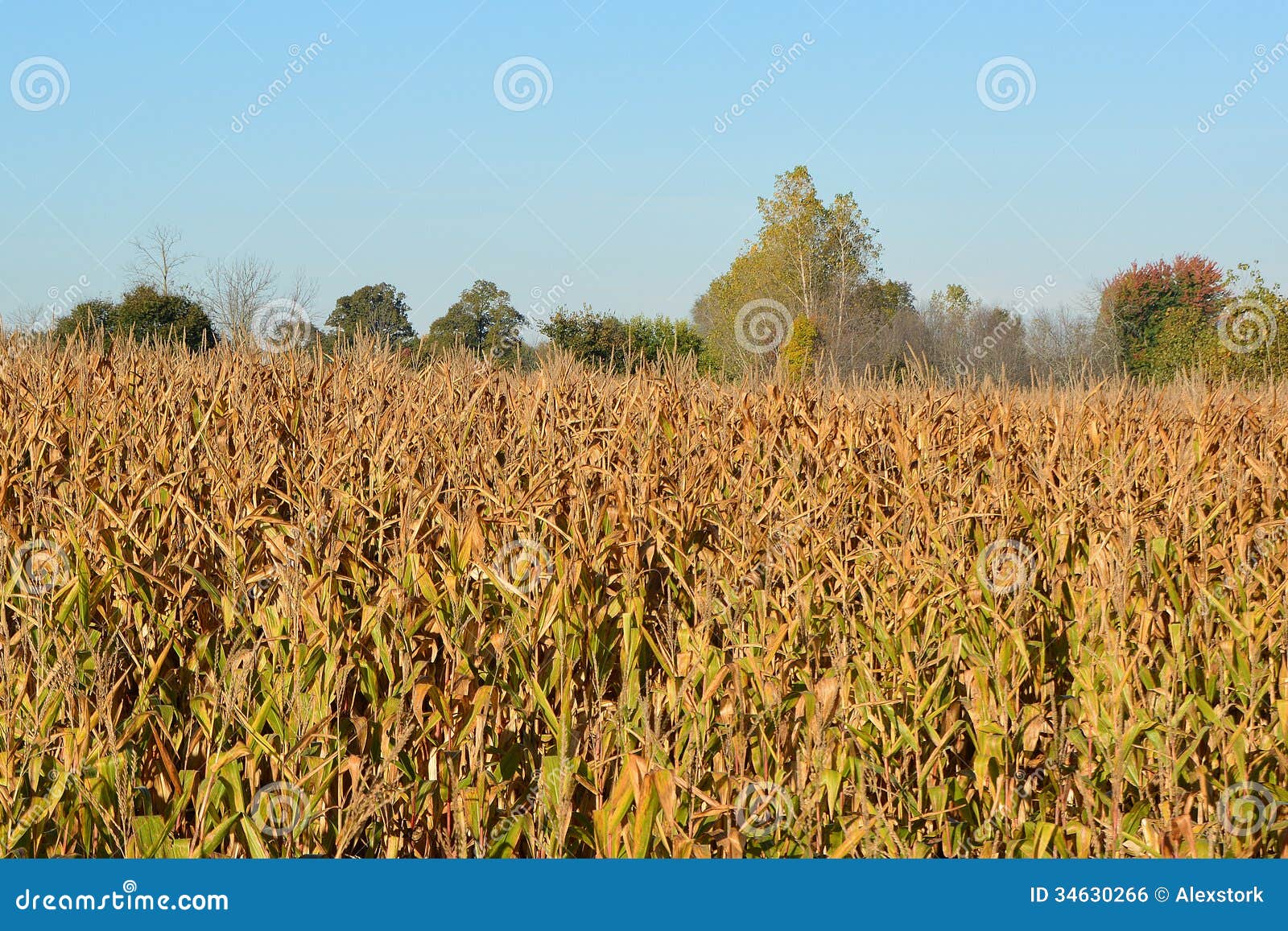 Fall Crop Preharvest stock photo. Image of blue, stalks 34630266
