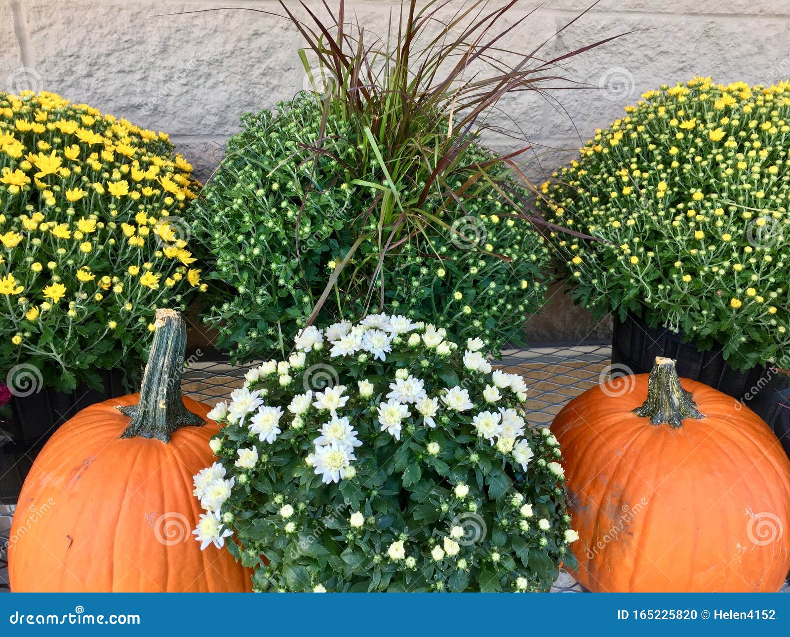 Fall Display with Pumpkins and Mums Stock Photo Image of orange, pots