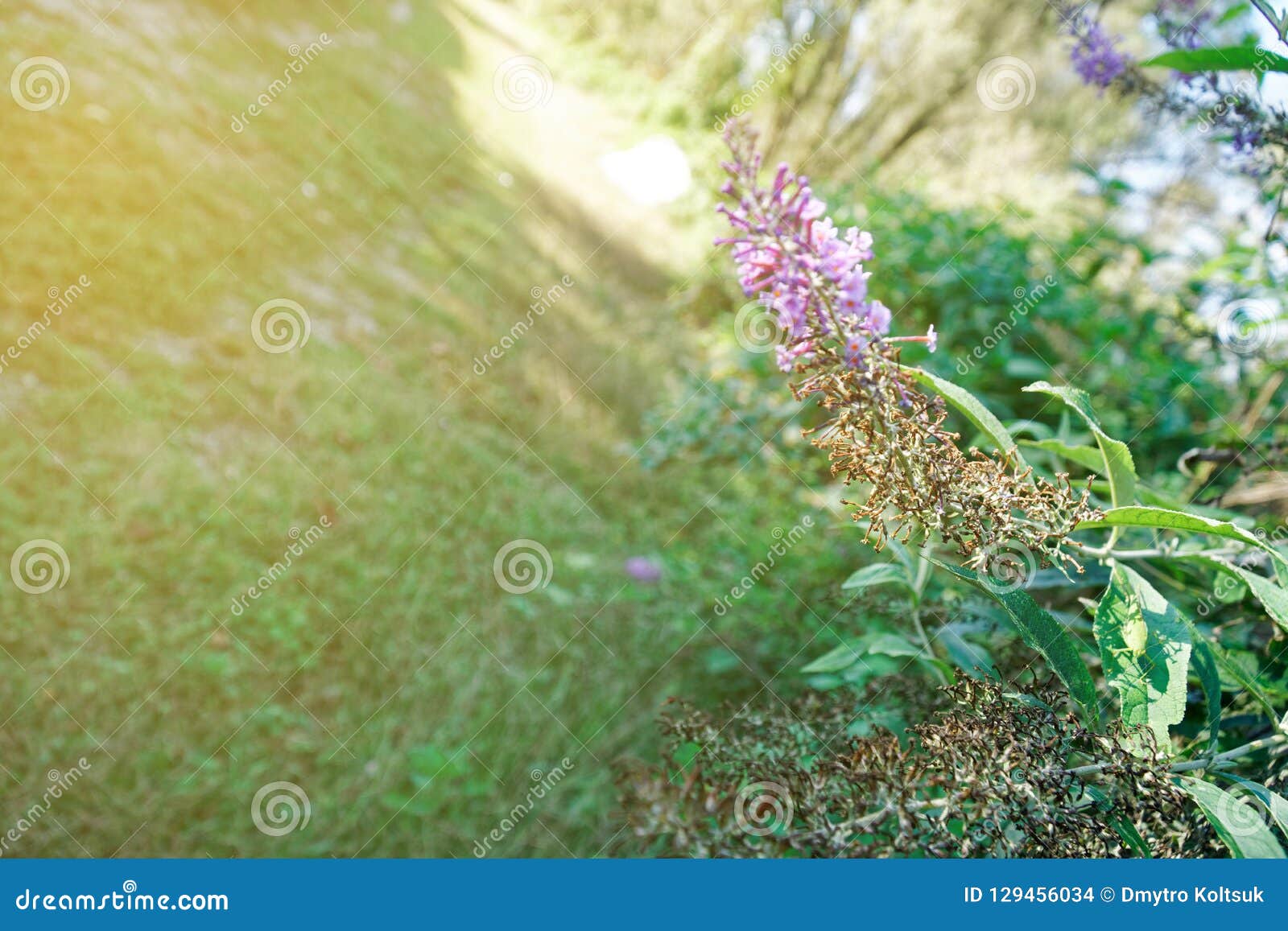 Fall Flower, Blossoming Flowers in a Garden Stock Photo - Image of ...