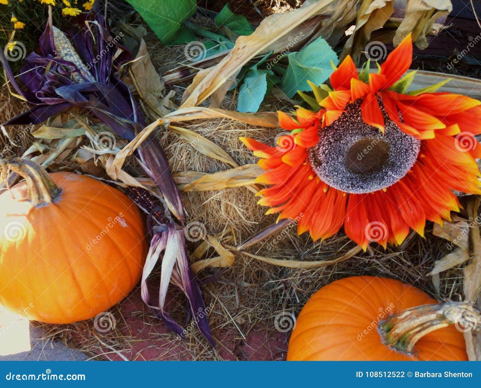 Fall flower stock photo. Image of fall, pumpkins, flowers - 108512522