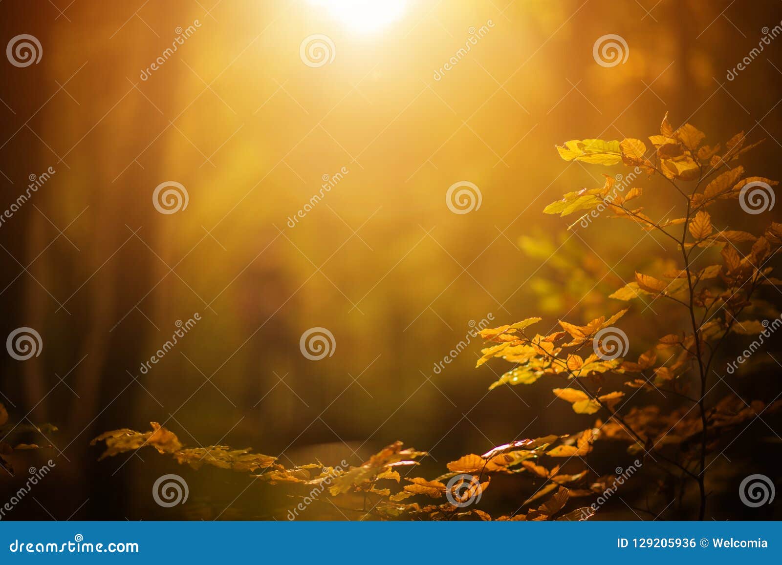 fall foliage background