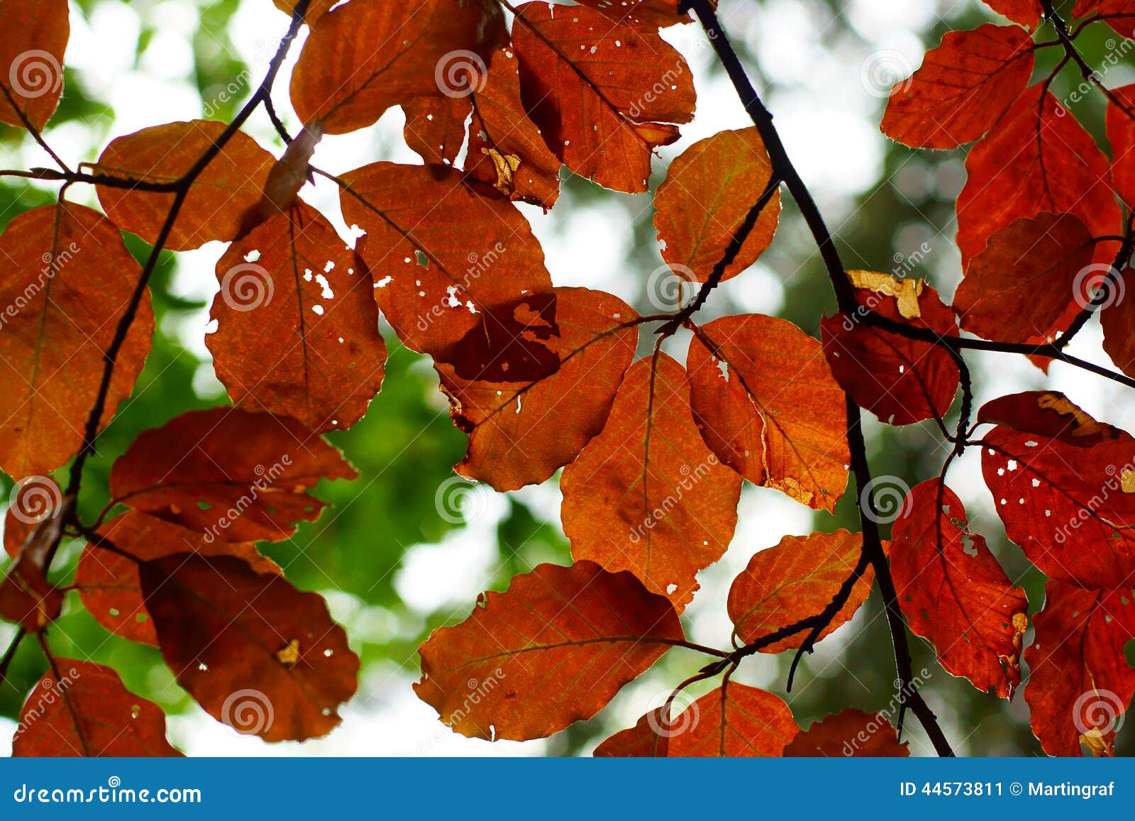beech tree foliage coppery coloration fall season nature background