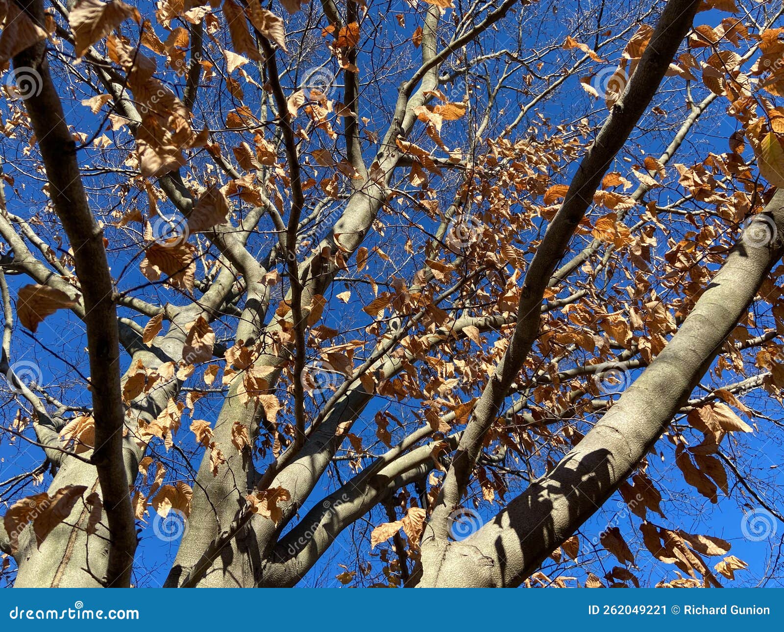 Fall Foliage Brown Leaves and Tree with Pretty Blue Sky in November Stock Image Image of
