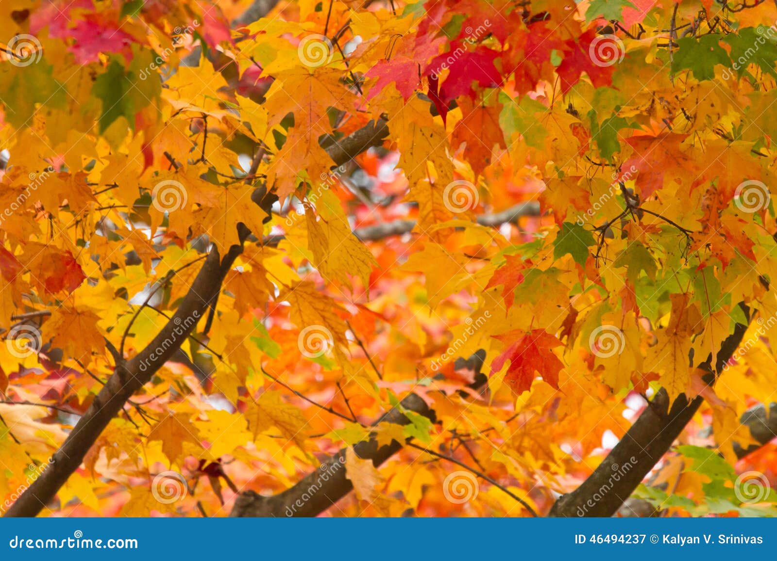 Fall Leaf Identifier  Leaves and Fall Foliage of New York