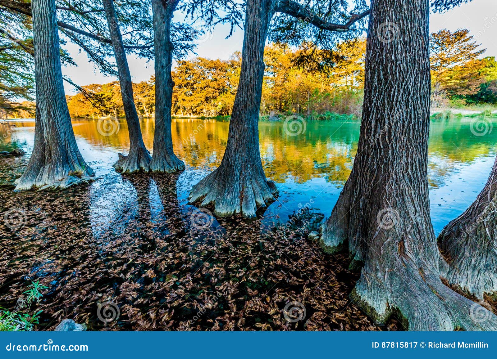 fall foliage on the crystal clear frio river in texas.