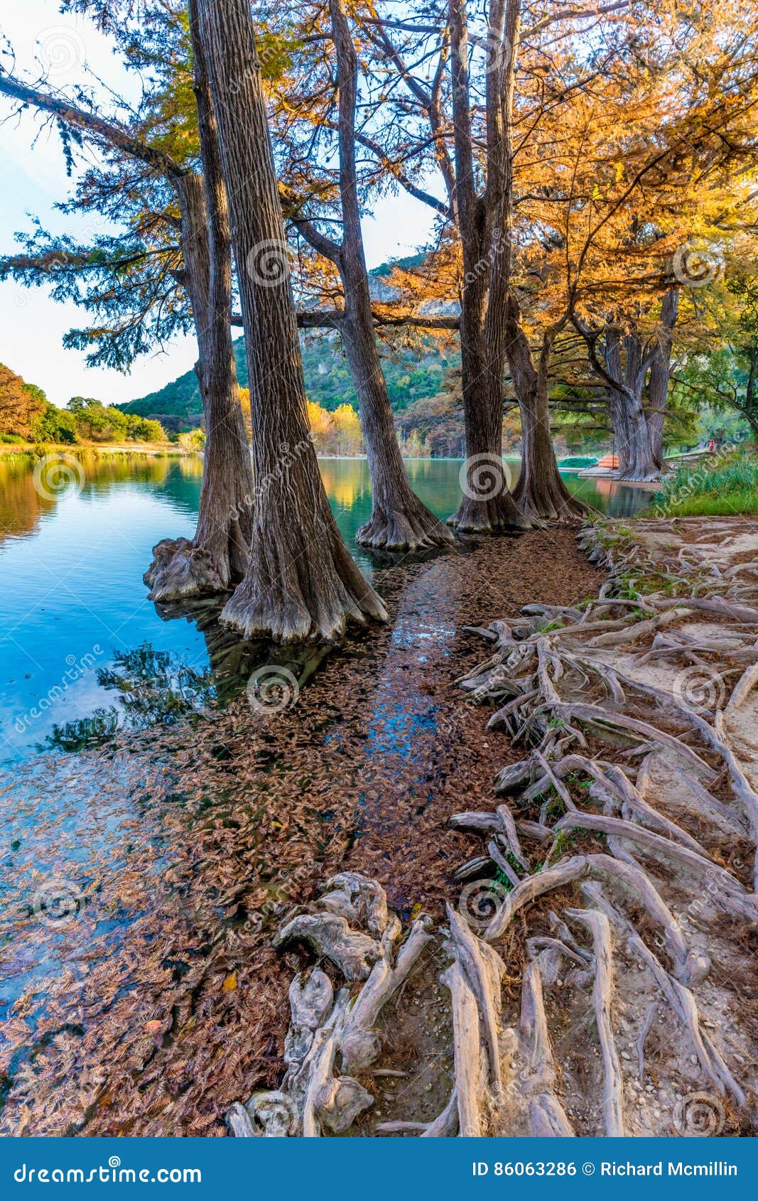 fall foliage on the crystal clear frio river in texas.