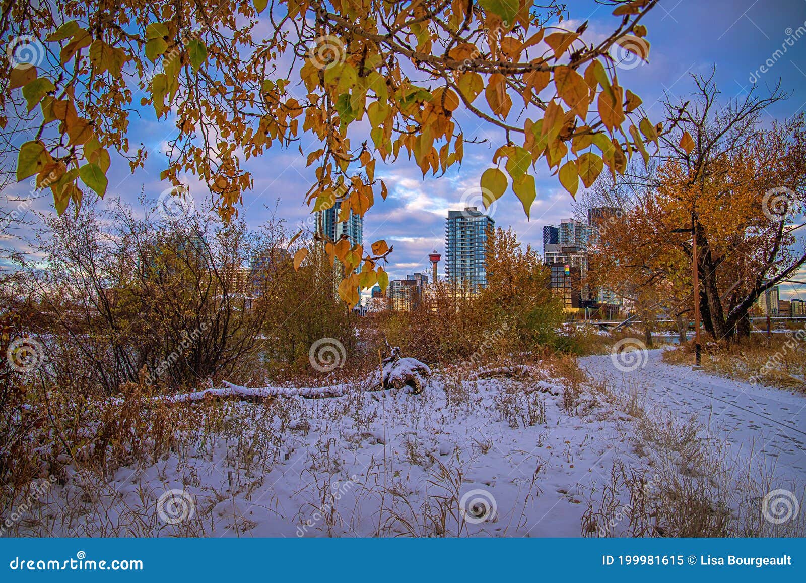 Fall Foliage Framing Downtown Calgary Stock Image Image of leaves