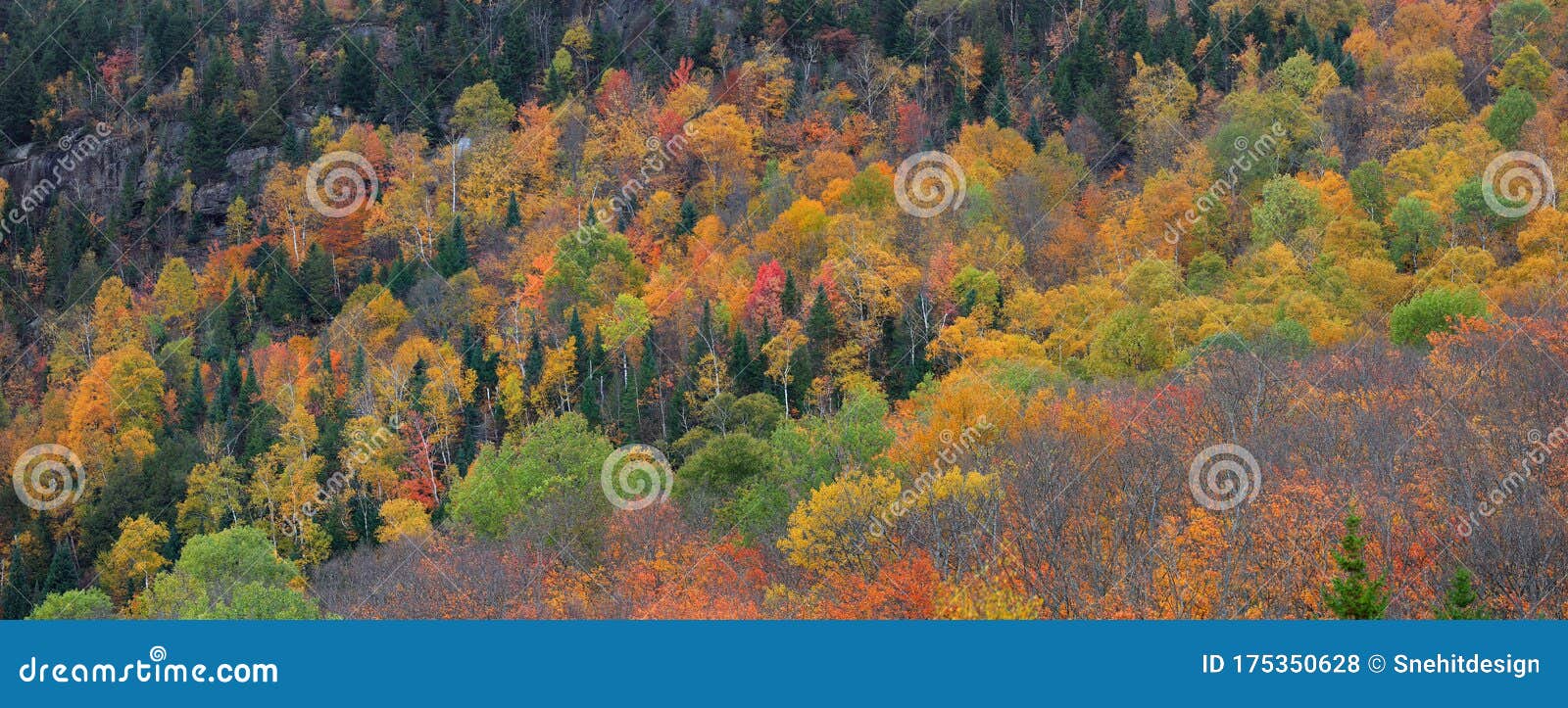 Fall Foliage in Quebec Mountains Stock Photo Image of panoramic