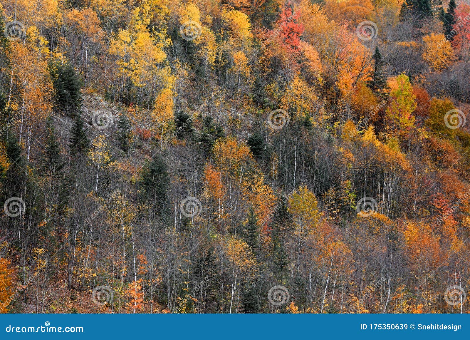 Fall Foliage in Quebec Mountains Stock Image Image of outdoor, fence