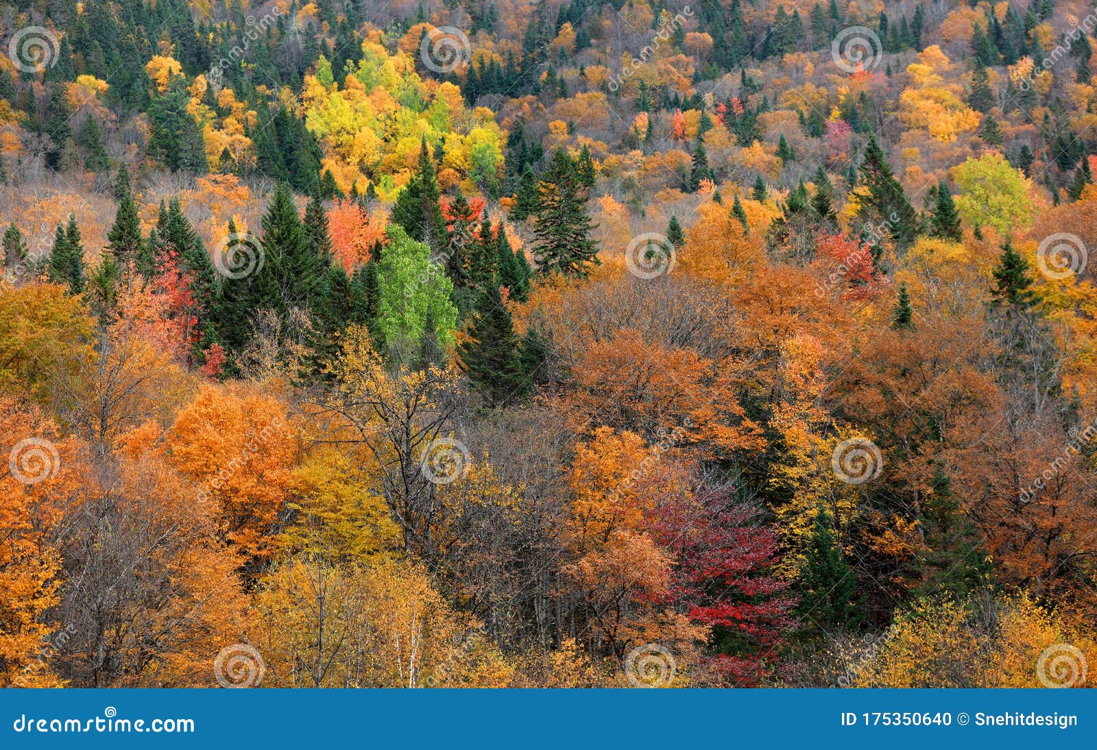 Fall Foliage in Quebec Mountains Stock Photo Image of scenery, lawn