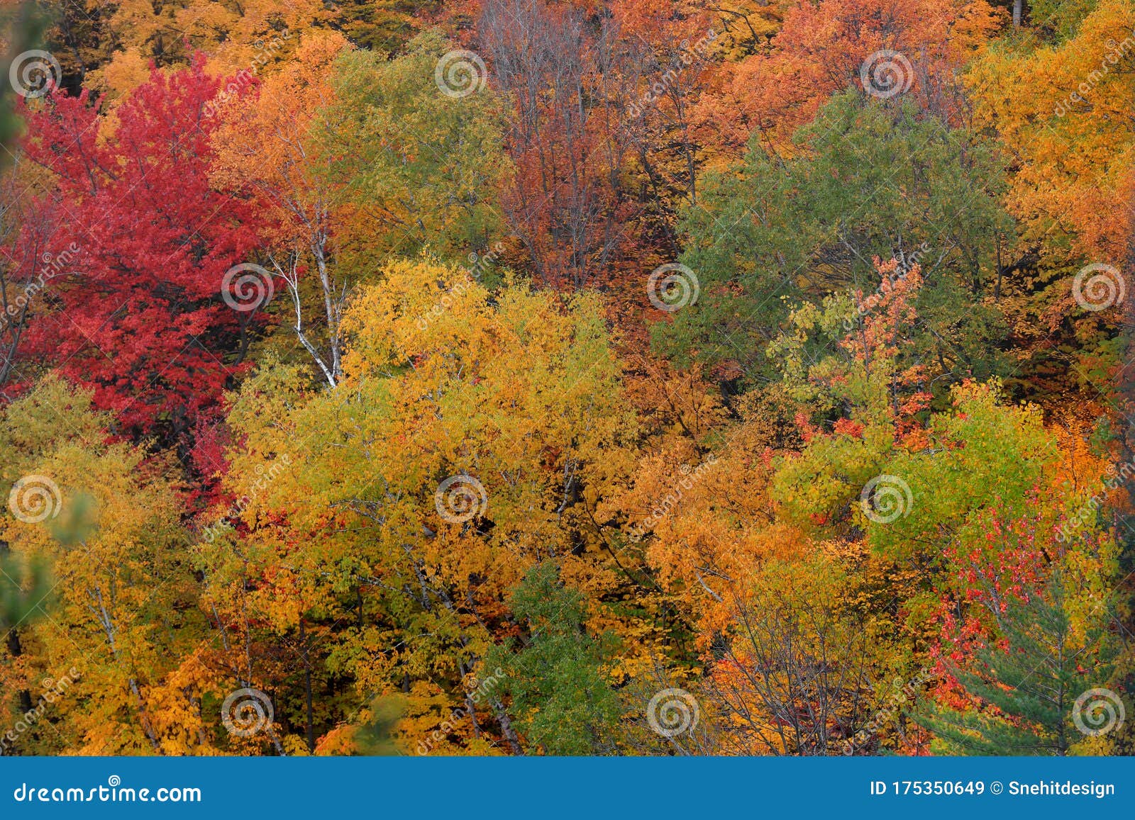 Fall Foliage in Quebec Mountains Stock Image Image of nature, foliage