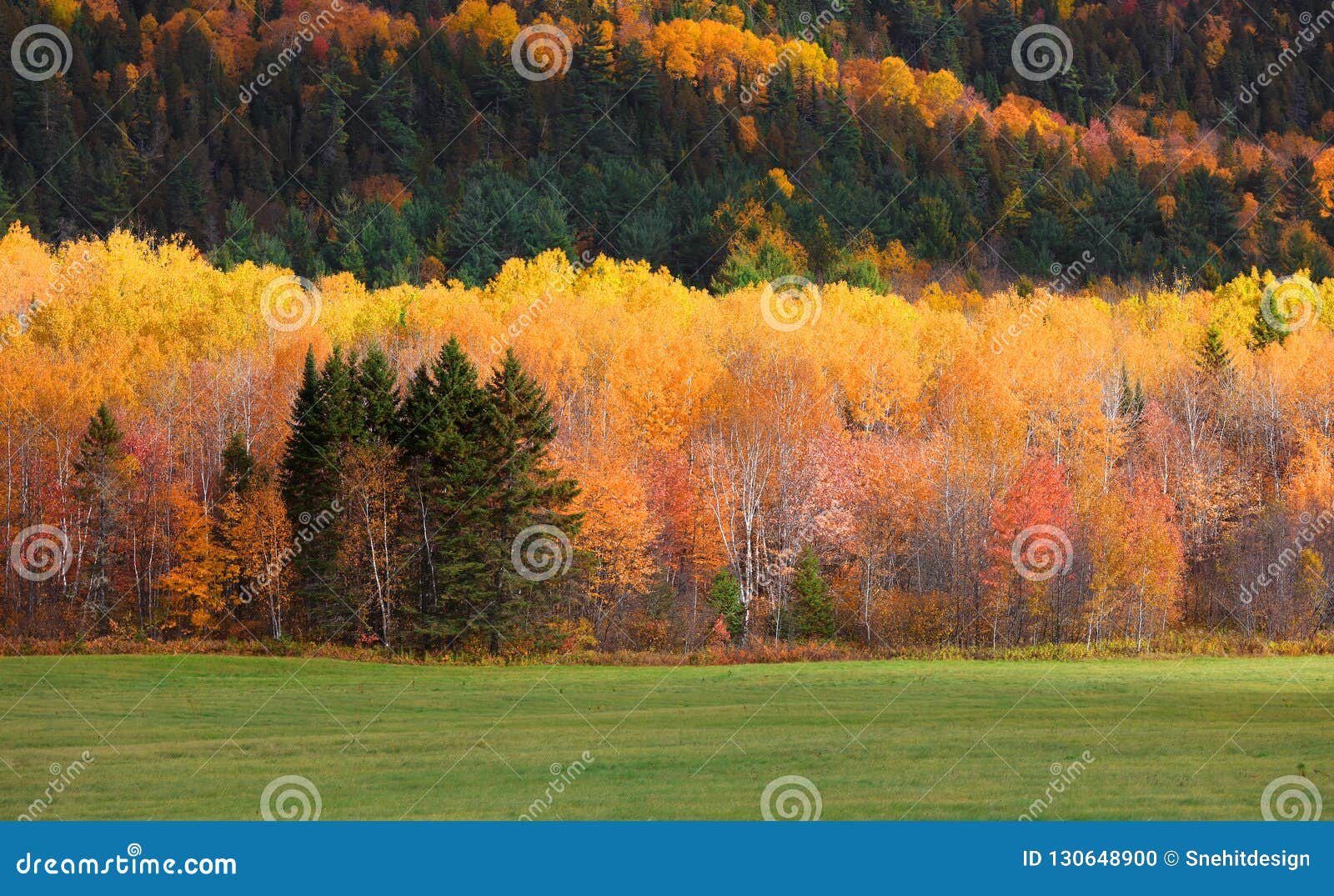 Fall Foliage in Quebec Mountains Stock Photo Image of tourism