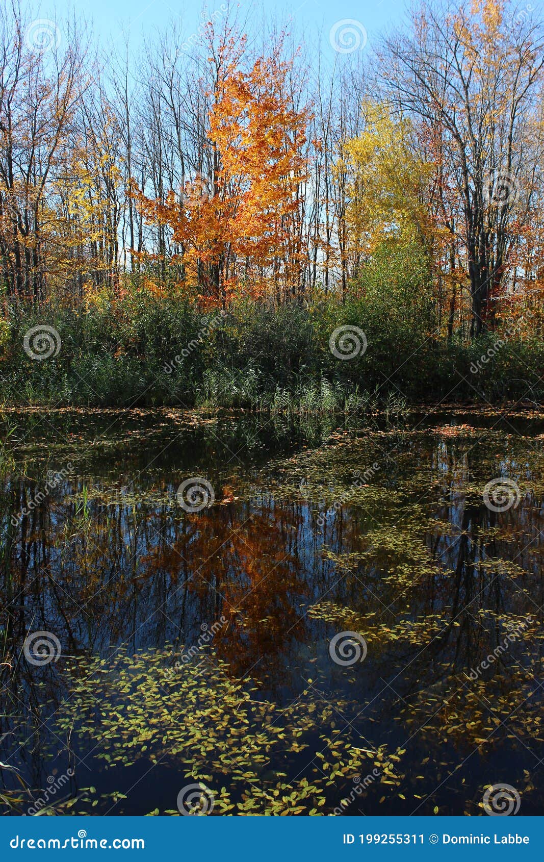 fall foliage reflection
