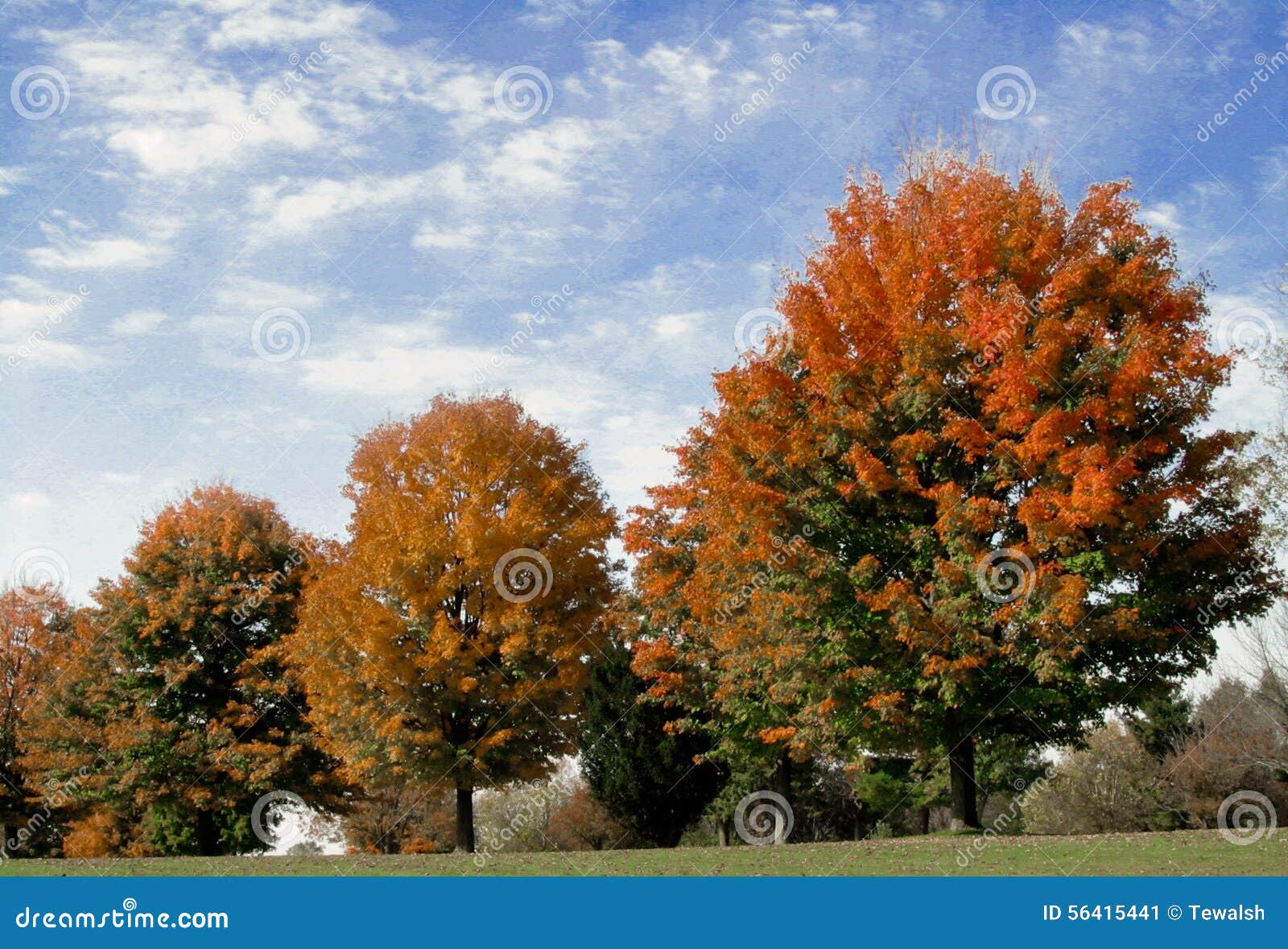 Fall Foliage Under Painted Sky Stock Image Image of colored, beauty
