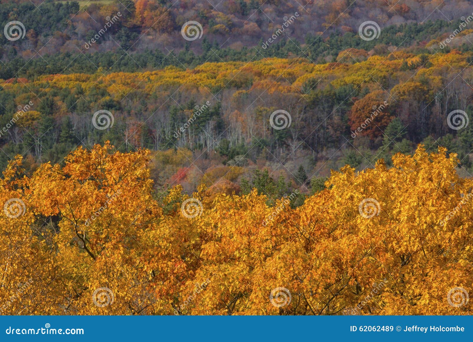 Fall Foliage in Woods of Western Connecticut, from Mohawk Mountain