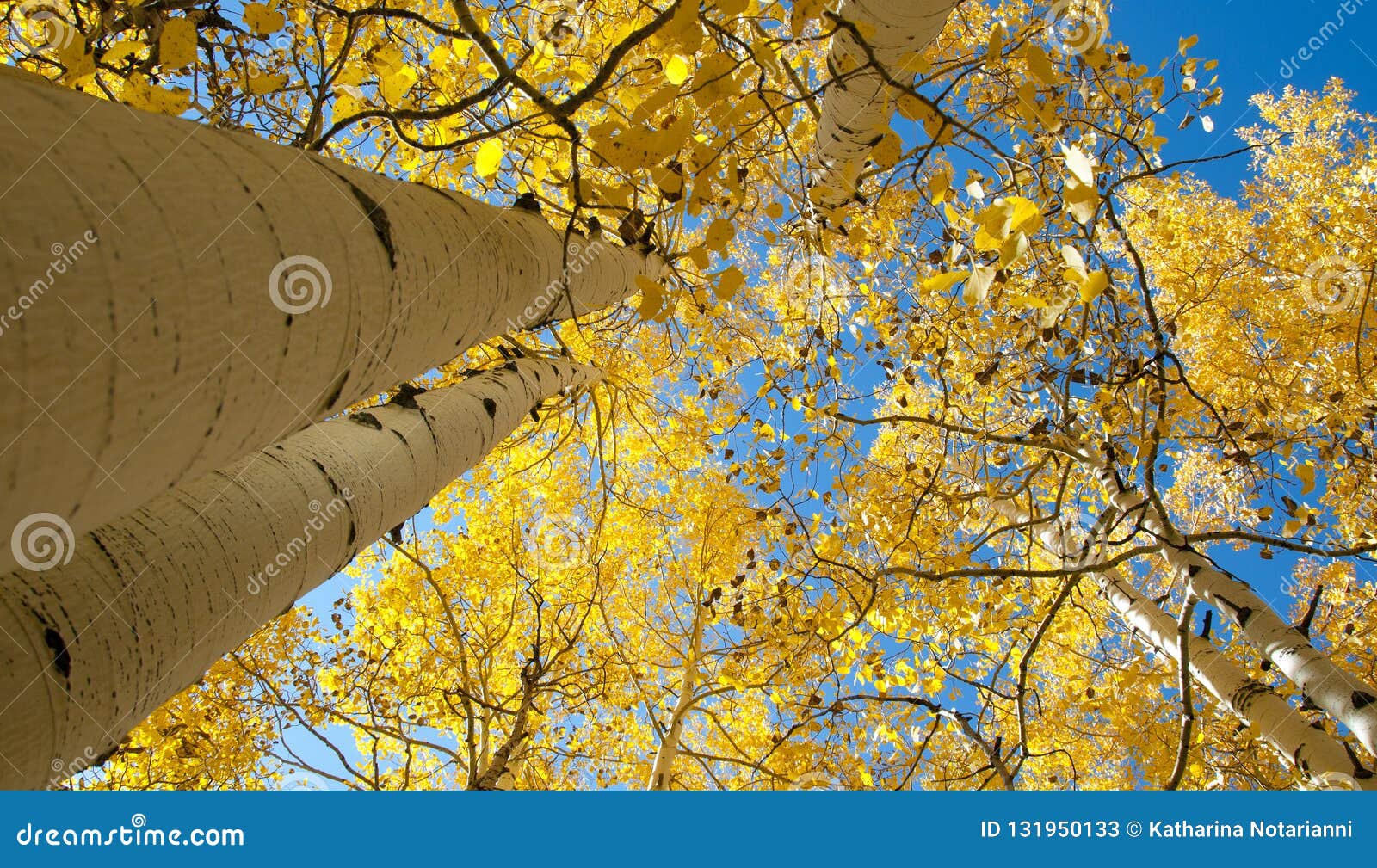 Fall Foliage On Yellow Aspen Trees Showing Off Their Autumn Colors