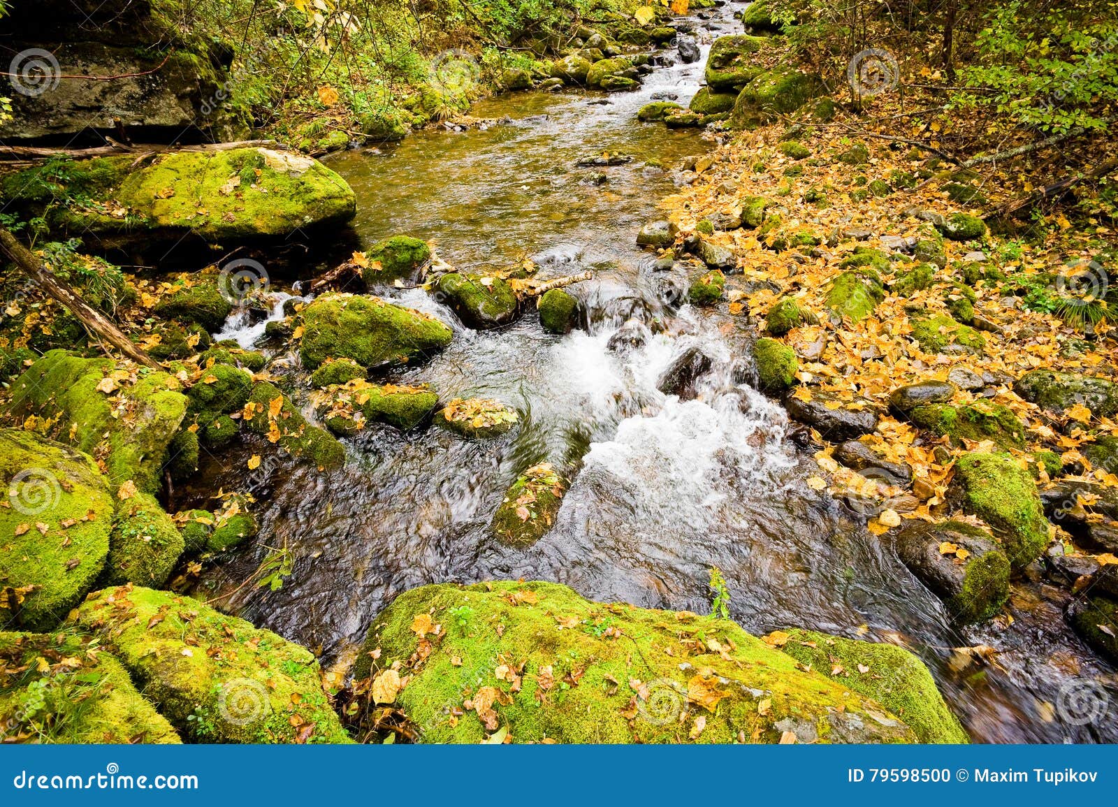 fall forest stream elomovsky in russian lazo reserve