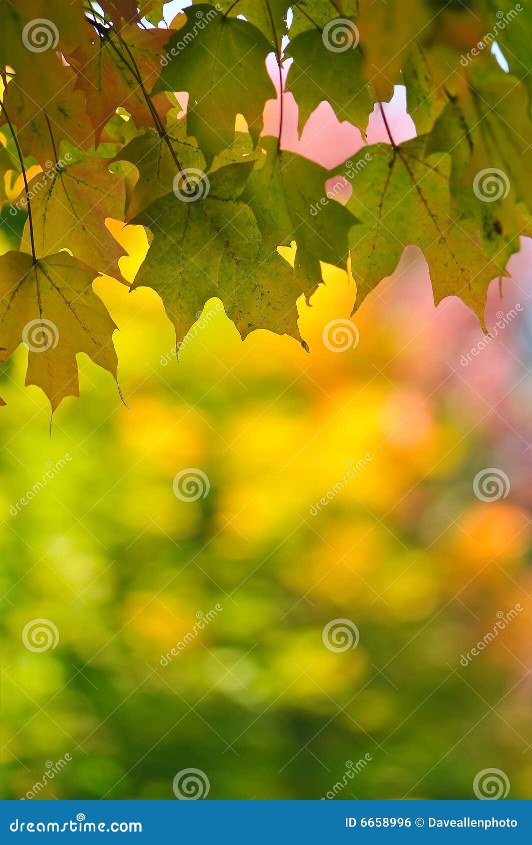 Fall Leaf Change Maple Foliage Background Stock Photo - Image of foliage,  maple: 6658996